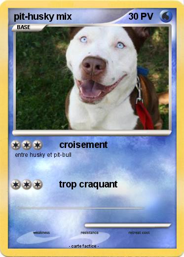 Pokemon pit-husky mix