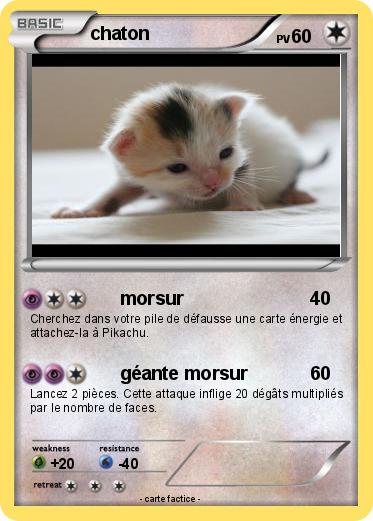 Pokemon chaton