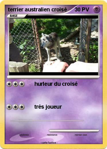 Pokemon terrier australien croisé