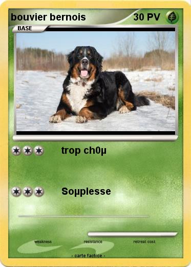 Pokemon bouvier bernois