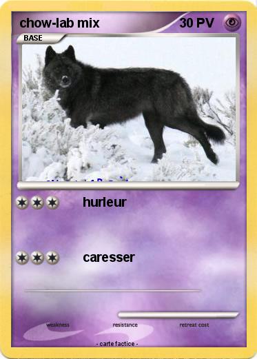 Pokemon chow-lab mix