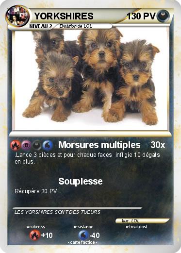 Pokemon YORKSHIRES