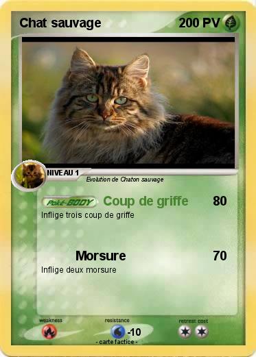 Pokemon Chat sauvage
