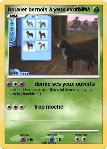 Pokemon bouvier bernois à yeux exorbités