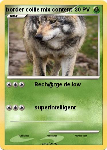 Pokemon border collie mix content
