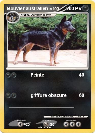 Pokemon Bouvier australien