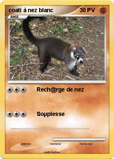 Pokemon coati à nez blanc