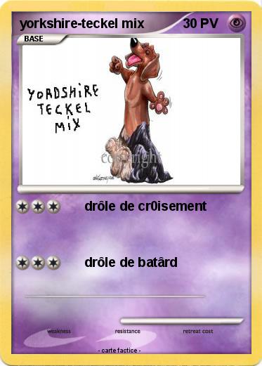 Pokemon yorkshire-teckel mix