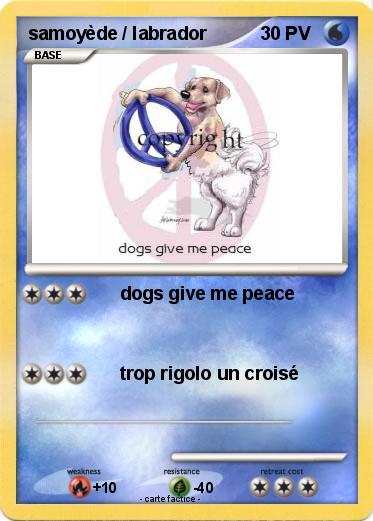 Pokemon samoyède / labrador