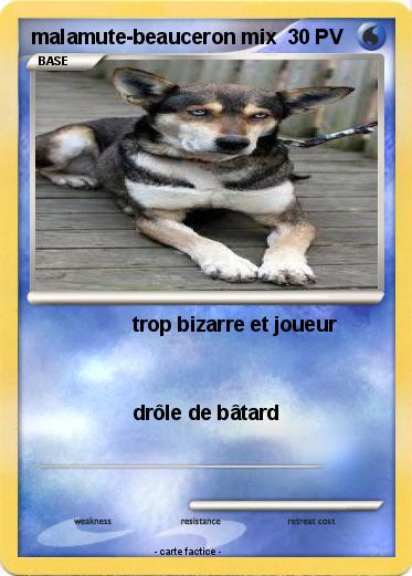Pokemon malamute-beauceron mix
