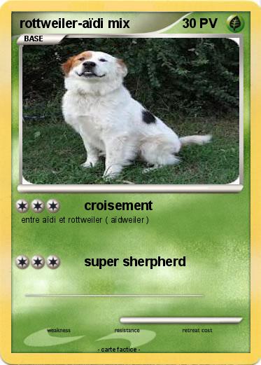 Pokemon rottweiler-aïdi mix