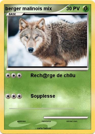 Pokemon berger malinois mix