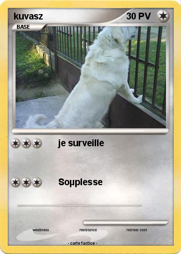 Pokemon kuvasz