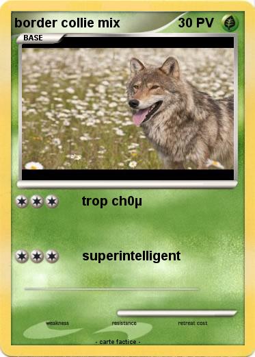 Pokemon border collie mix