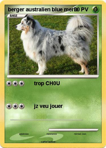 Pokemon berger australien blue merle