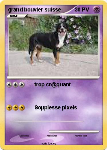 Pokemon grand bouvier suisse