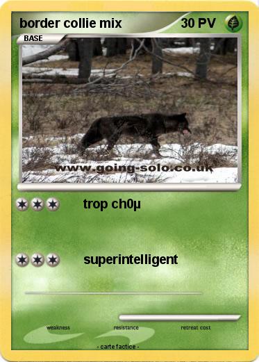 Pokemon border collie mix