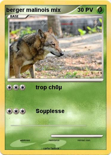 Pokemon berger malinois mix
