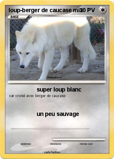 Pokemon loup-berger de caucase mix