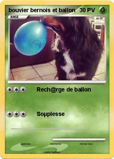 Pokemon bouvier bernois et ballon