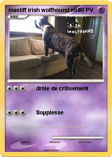 Pokemon mastiff irish wolfhound mix