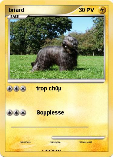 Pokemon briard