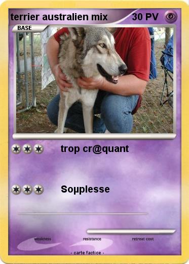 Pokemon terrier australien mix