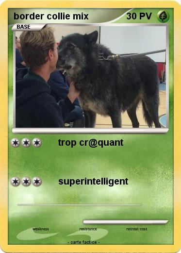 Pokemon border collie mix