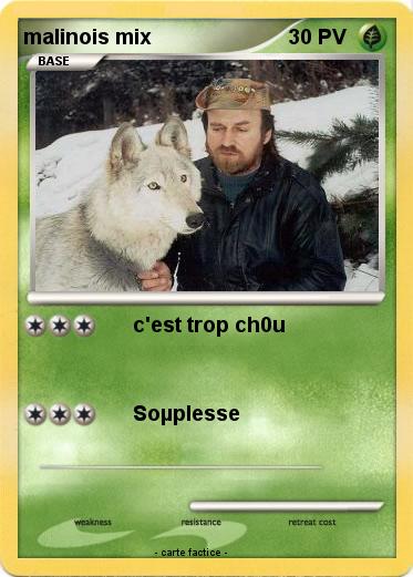 Pokemon malinois mix