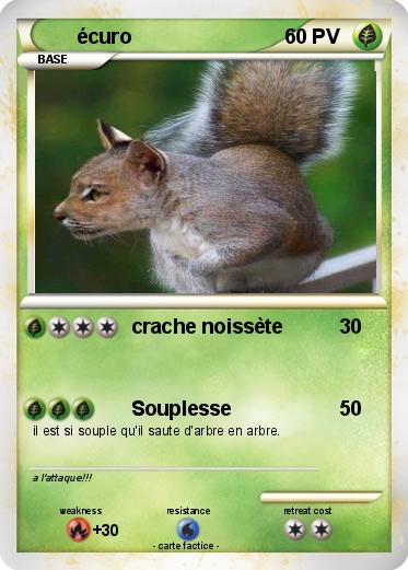 Pokemon écuro