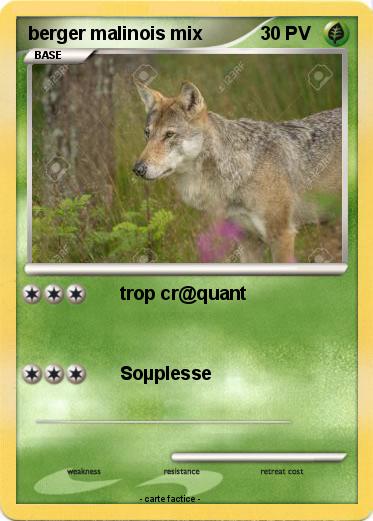 Pokemon berger malinois mix