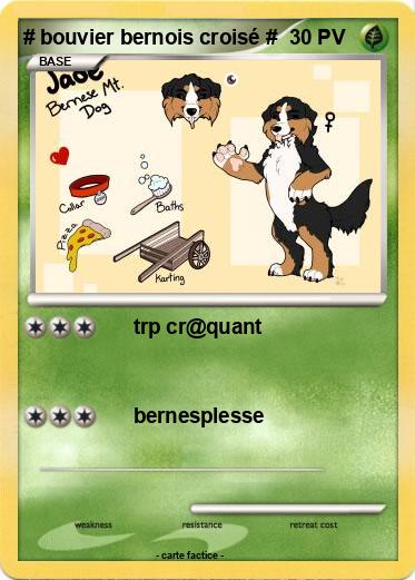 Pokemon # bouvier bernois croisé #