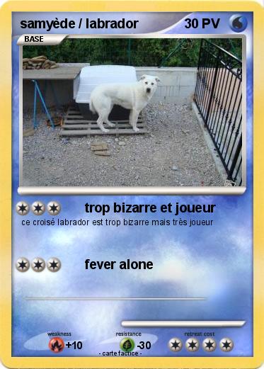 Pokemon samyède / labrador