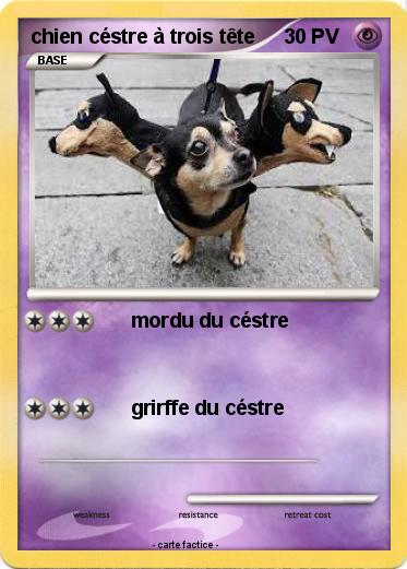 Pokemon chien céstre à trois tête