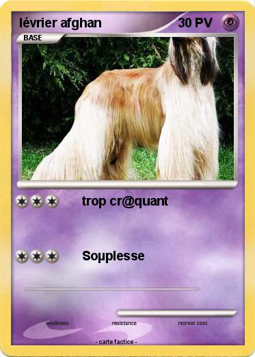 Pokemon lévrier afghan