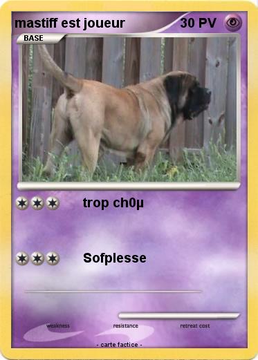 Pokemon mastiff est joueur