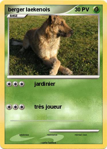 Pokemon berger laekenois