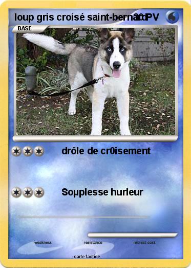 Pokemon loup gris croisé saint-bernard