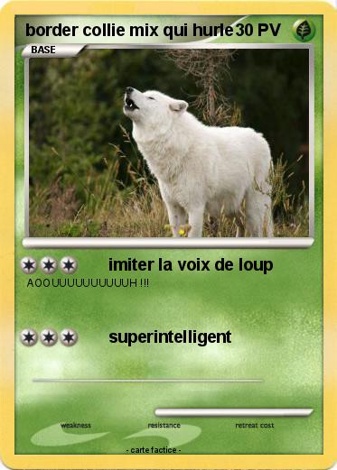 Pokemon border collie mix qui hurle