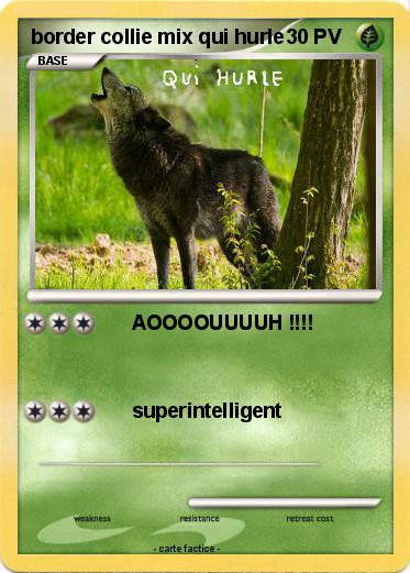 Pokemon border collie mix qui hurle