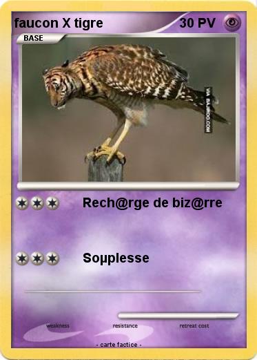 Pokemon faucon X tigre