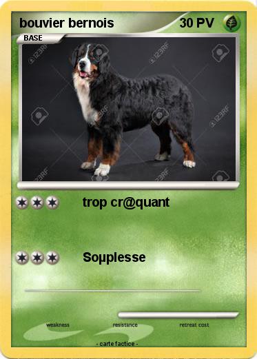 Pokemon bouvier bernois