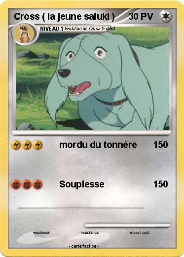 Pokemon Cross ( la jeune saluki )