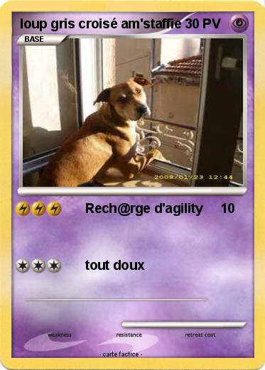Pokemon loup gris croisé am'staffie