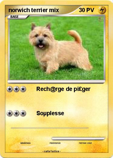 Pokemon norwich terrier mix