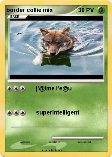 Pokemon border collie mix
