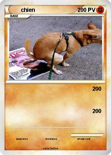 Pokemon chien