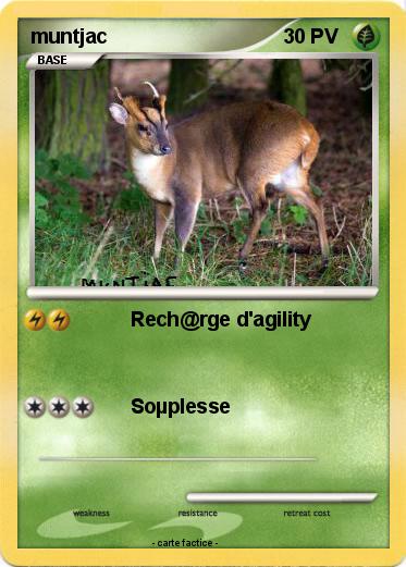 Pokemon muntjac