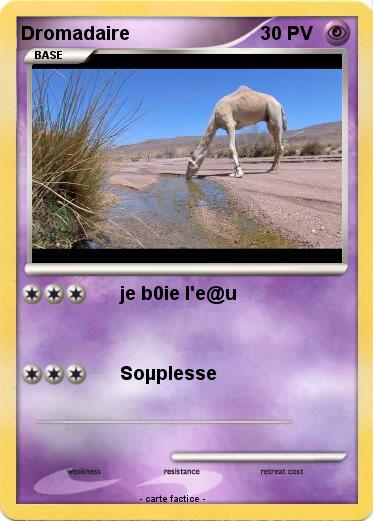 Pokemon Dromadaire