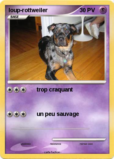 Pokemon loup-rottweiler